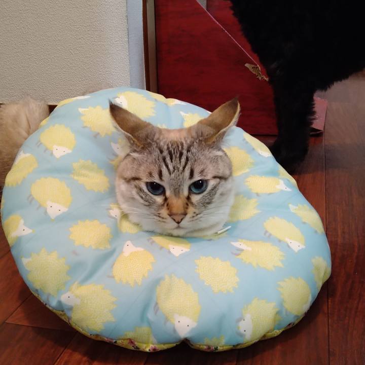 6fa76010 1694 4840 b151 e386fe40f49c 1650969148372