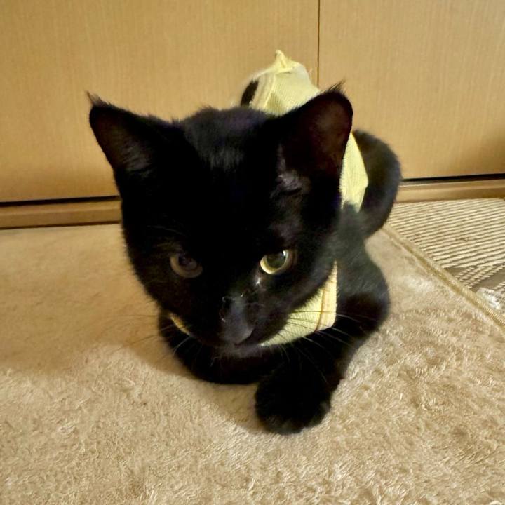 6fa81d90 bdc7 462d 8545 20e4ab52a1e3 1728259046190