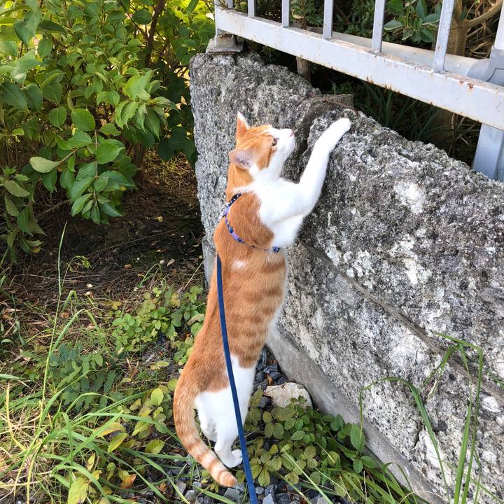 6fa8283f cafd 4333 86c8 c93ba2583fcc 1540274482146