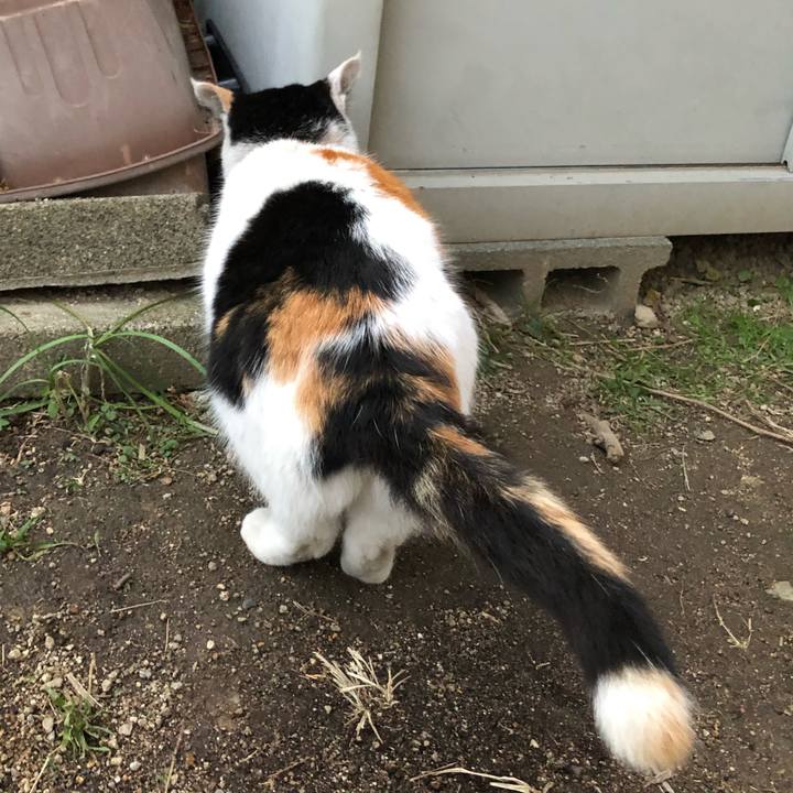 6fa86e93 1678 4f25 a590 2ca11496545f 1608848737419