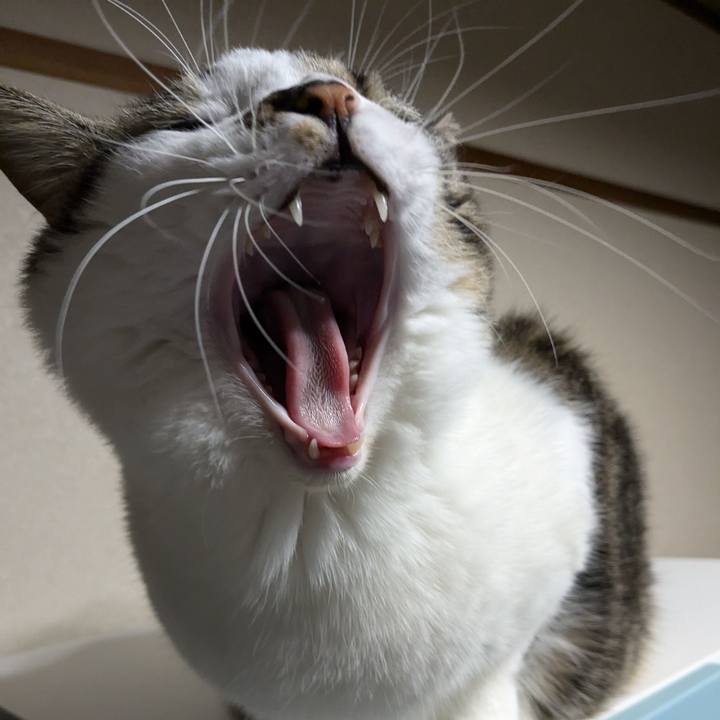 6fa8f25c a04e 4ae9 9615 304bea16e10b 1731144861731