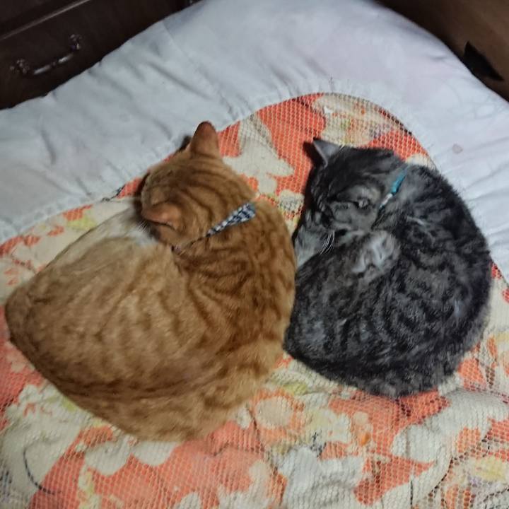 6fa9aeca 2ad0 4648 89aa f8b2937672dc 1571317185275