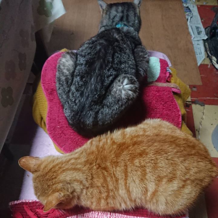 6fab0e32 0fa4 4889 a39c bace190e0621 1554325078230