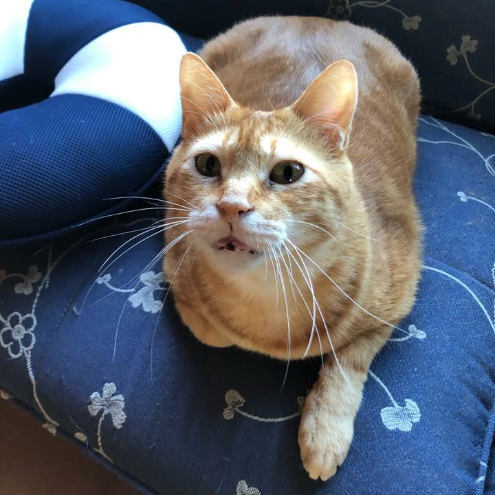 6fabf38d 00e1 4a1e 8acc 04f2027e110c 1597613415020