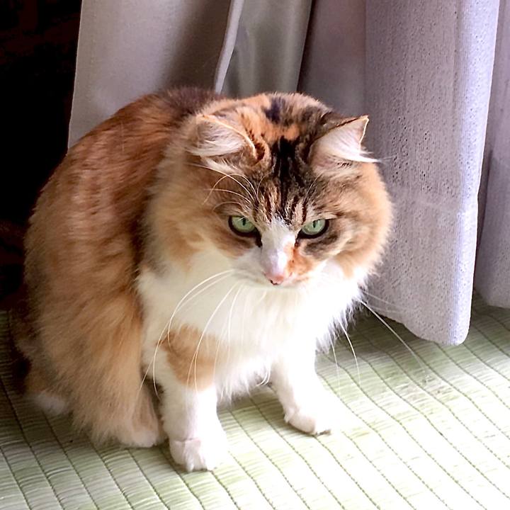 6fb0eb79 cb4f 4e73 b8d9 532a2d17aced 1584081826422