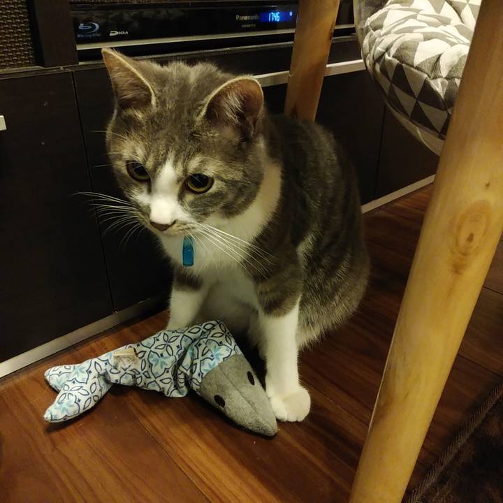 6fb28805 4418 4623 9deb 94b226770f1f 1583830142667