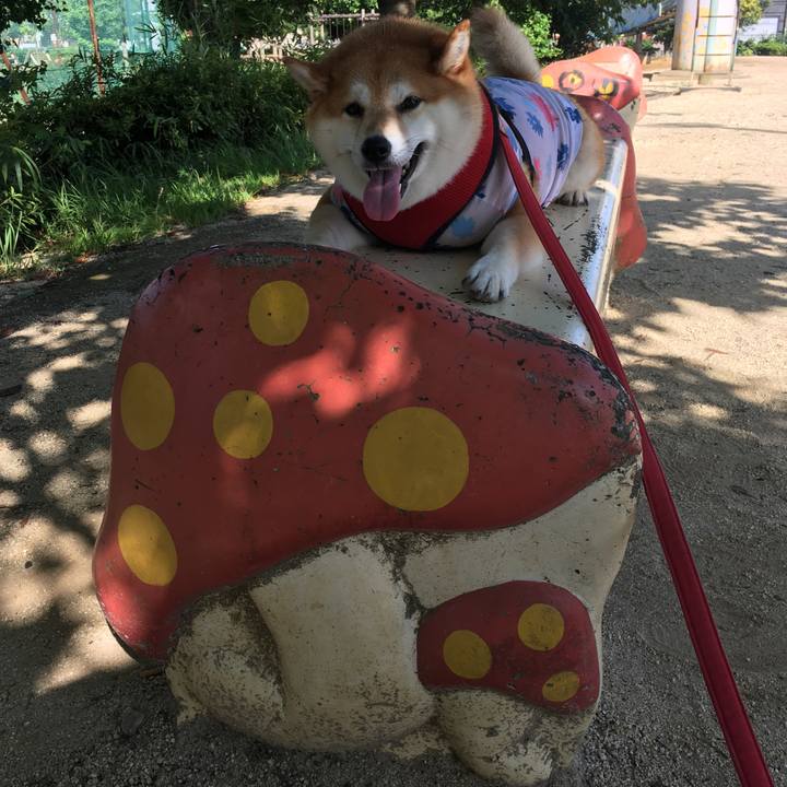 6fb2b6db c0b1 4e8c bead 41a33e6a755f 1596330043367