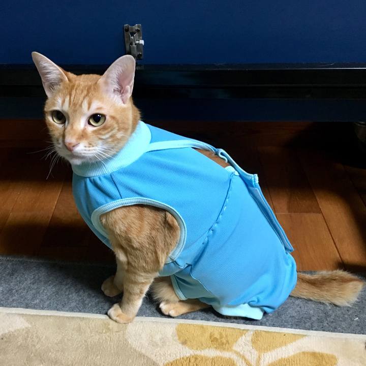 6fb37ba3 8348 4bd2 b02a 1bb14dd0fdd7 1520252495558