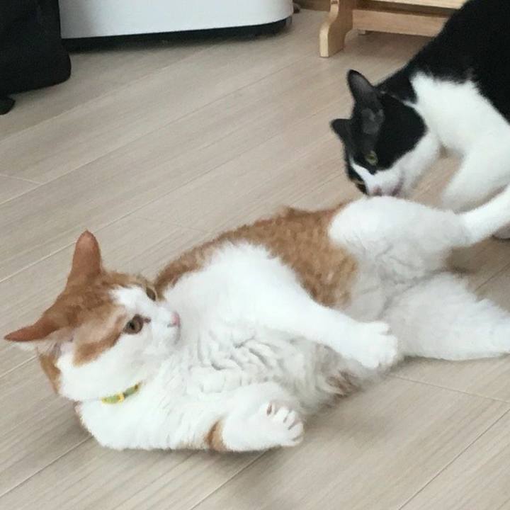 6fb3f600 0e04 4026 bb39 e316613b3cb0 1531605988818