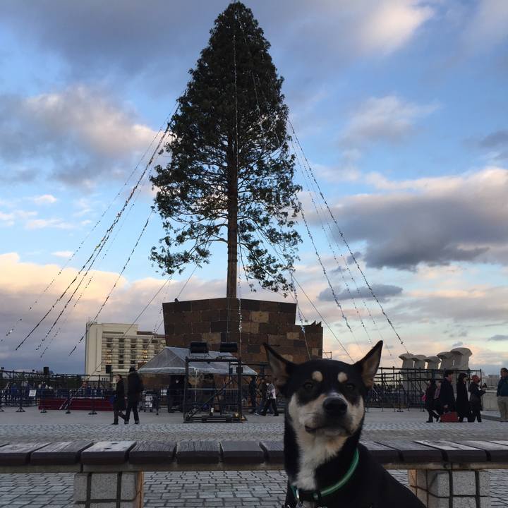 6fb58b16 e086 4b5a 8848 86885c2f781e 1513153615237