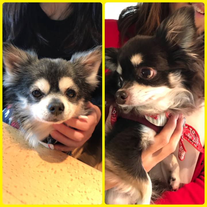 6fc33d66 328f 4b6c 9ccd 92e08f950651 1543212932016