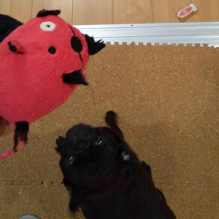 6fc38b9b 6cdc 4d48 902c a306d394d556 1589029399300