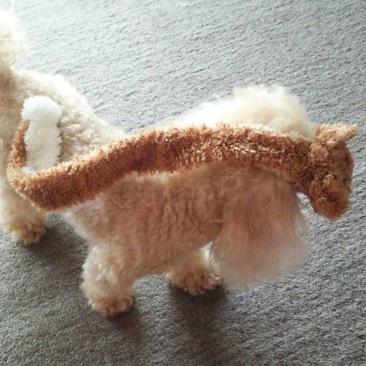 6fc58367 8fb9 4e41 8345 6f0d6a299acf 1537960113065