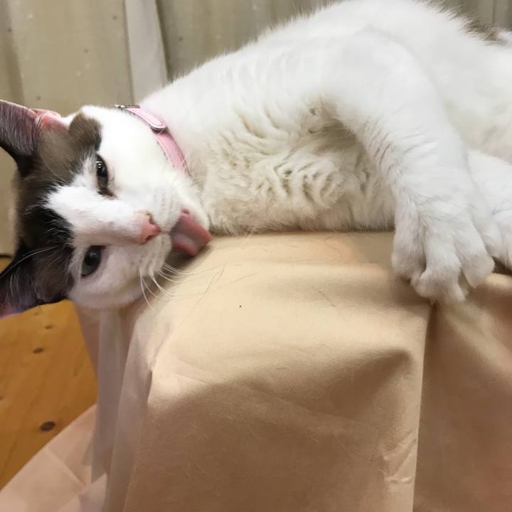 6fc6376d e152 4eb5 9ae5 0c4a2c869da7 1529236331739