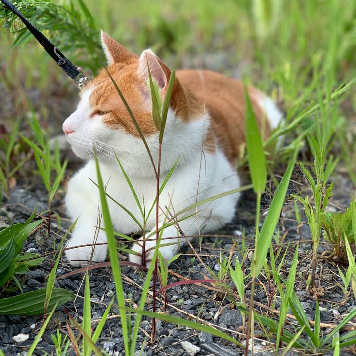 6fc69511 a9ed 4058 940b 438684ced5cb 1597357637343