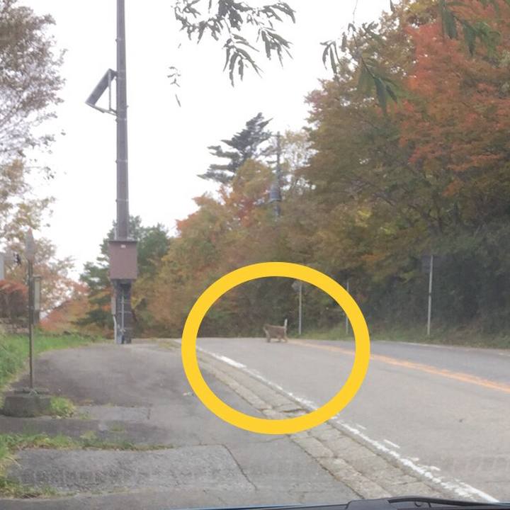 6fc783af fc0b 47c5 9de4 21ea87c16de7 1510140497880