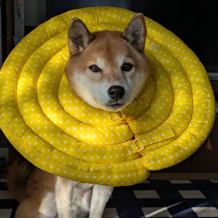 6fc7ae7e d9e5 4d57 80ac 4426845287d4 1733290739433