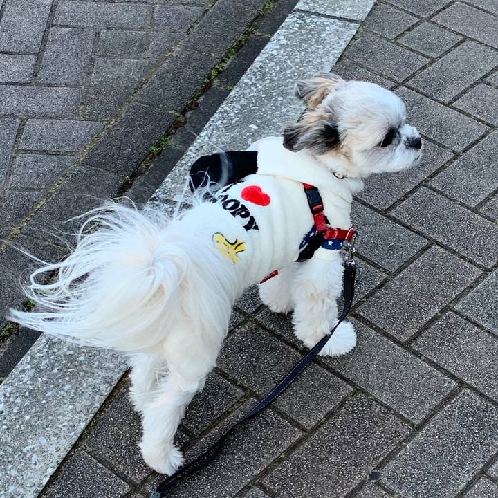 6fc9ec4f 929a 4d93 b661 6fec4ed83899 1547819003599