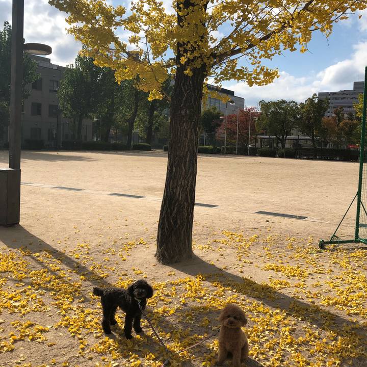 6fca391f b644 41ce 9b48 4aceee3a9dac 1604640788996