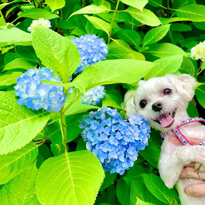 6fca6353 2506 4810 b309 0ca276e45d0d 1622786858862