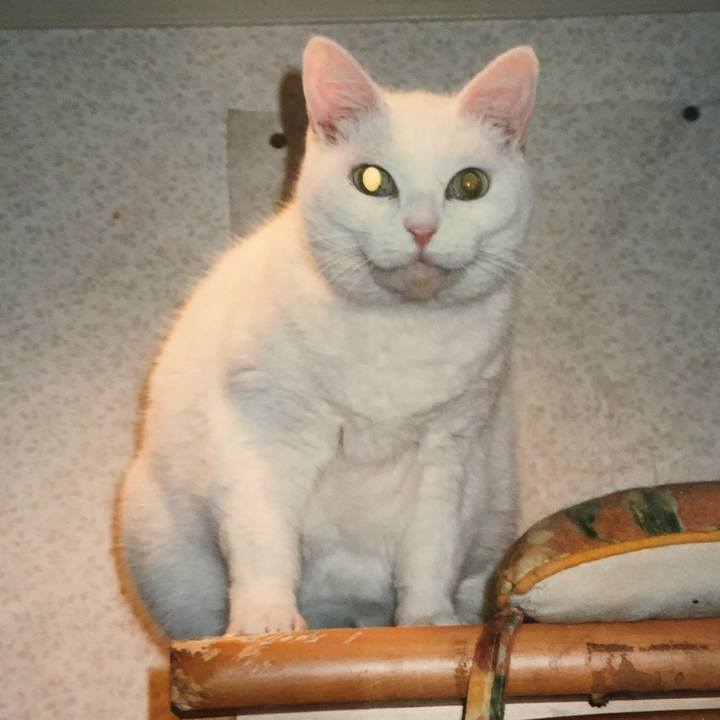 6fca824b 8289 424f 8718 639abca824ae 1595926117245