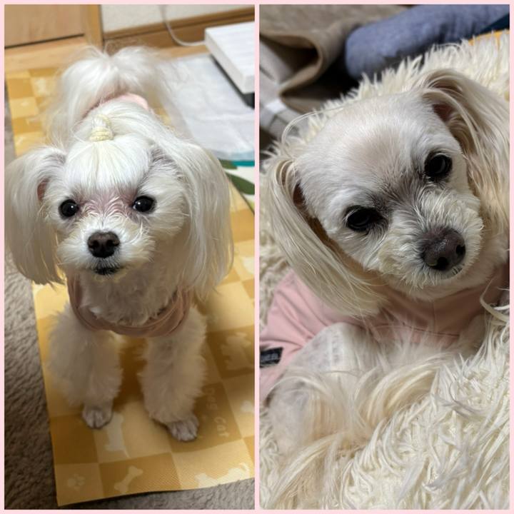 6fcb5fe2 eeae 4b49 9c7d 7622a49b69d7 1774259605838