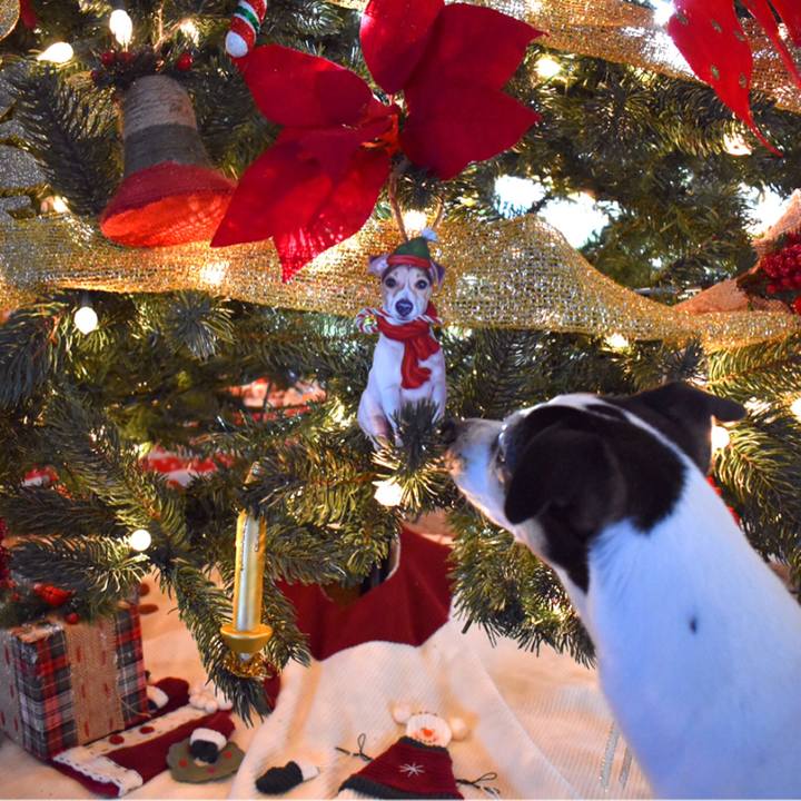 6fcf39ec 292e 4e6c a142 69bc05b9e38d 1544221894815