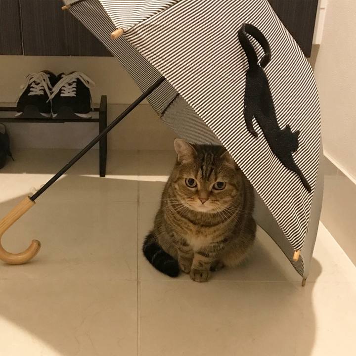 6fcf3f55 a053 45c9 9e1a fef1994cd771 1510712266041