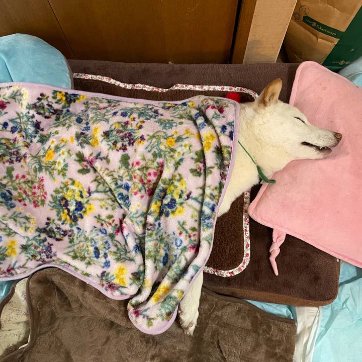 6fcfdb8a 0a4b 4133 a6d9 52f5aa08939f 1640002683511