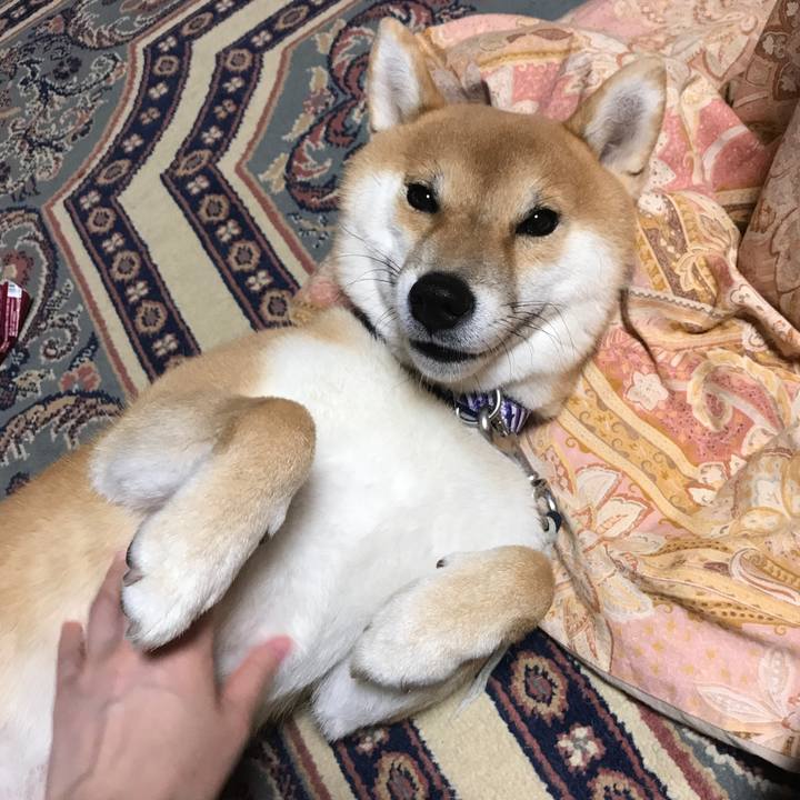 6fd2f7b3 5862 46c8 bbda 978083406f25 1547204135637