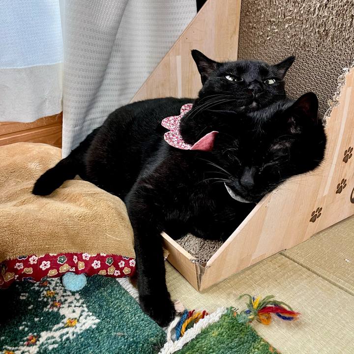 6fd3935e 5d59 4e51 86c3 4f35ee857fb1 1716163834763