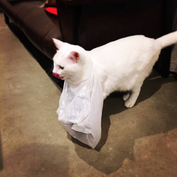 6fd94979 2ccb 41cf b0b1 2eadd236a9f5 1512908663095