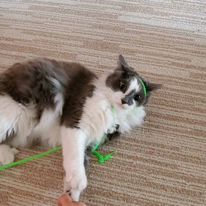 6fdd7db3 0b6f 43a4 9a99 41408aa18d09 1597043796580