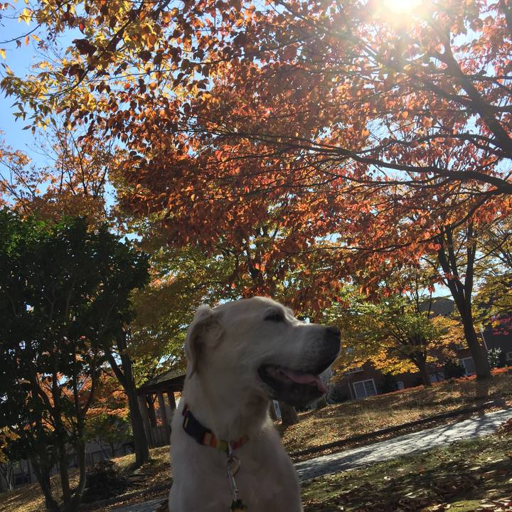 6fde1c49 fd74 48f7 afbe f9243d8ba417 1541160195290