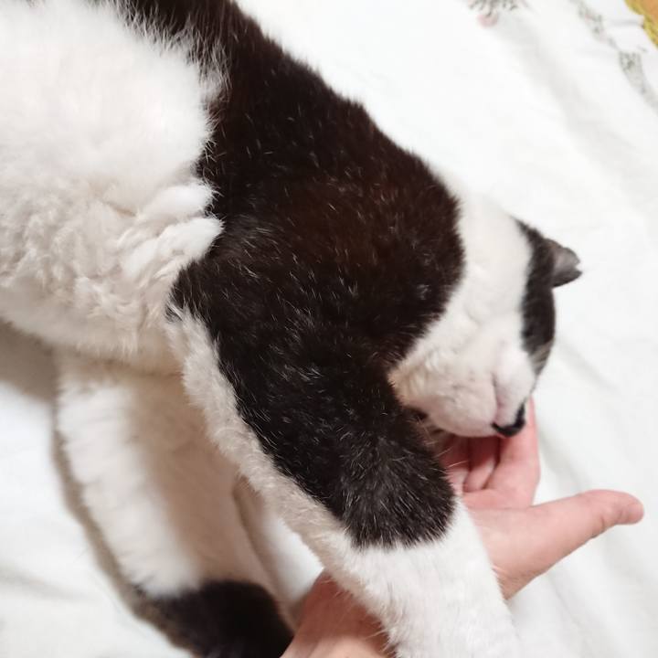 6fe6428e 464f 4c34 90c3 a4e919b15677 1634347973122