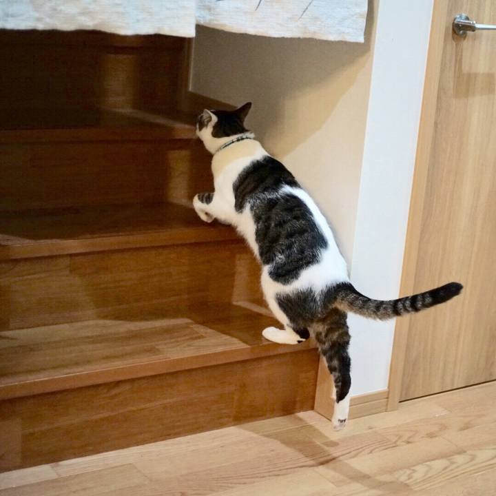 6fe64d24 f88f 41a5 bd5c 4669aceb3c90 1521154254118