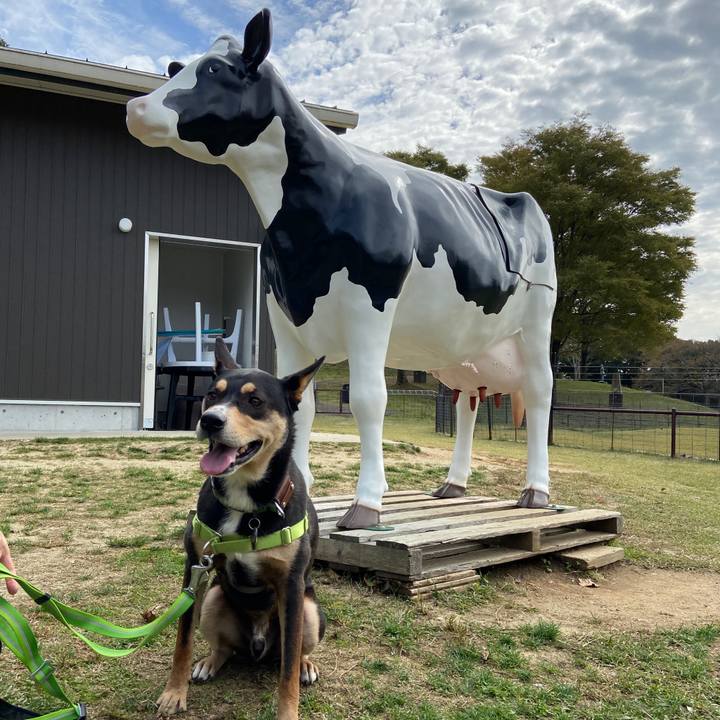 6fe820db 89e6 4245 b2ec 5fda2cf97df8 1603877912798