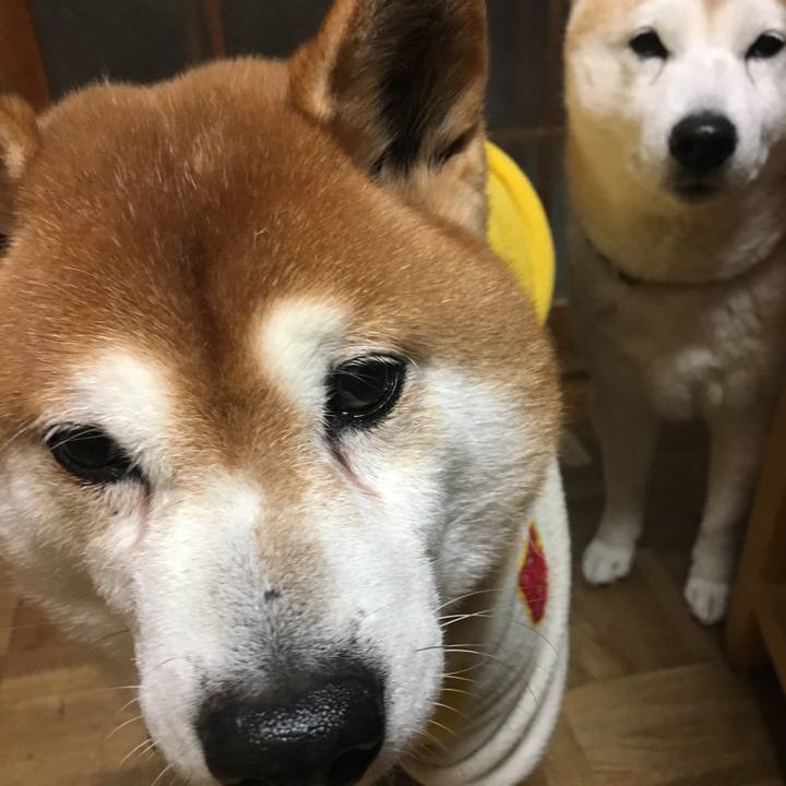 6fea6f27 6b74 4a2a 82cd f65facc4fa0f 1517136735221