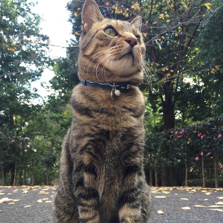 6fede970 ccbd 485f 8a11 87a718b4bdf5 1510820627580