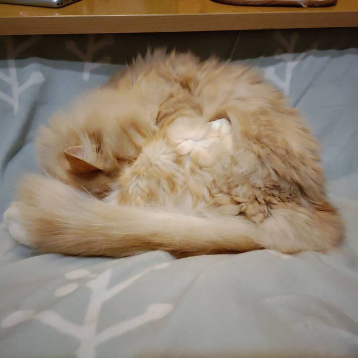 6ff11c34 d9f4 4af6 aa57 57c06c57923c 1670669561707