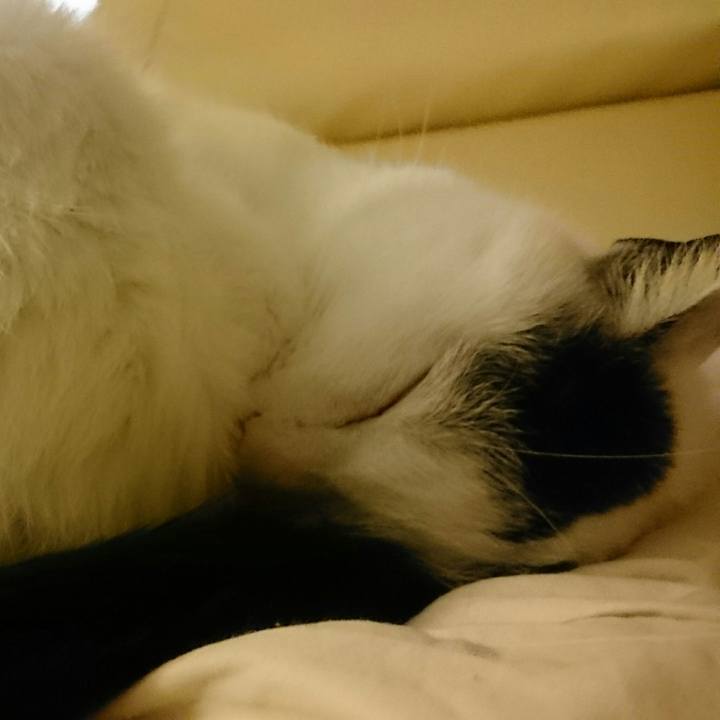 6ff121bd 7799 47b0 933a 26608d492d3b 1508670993295