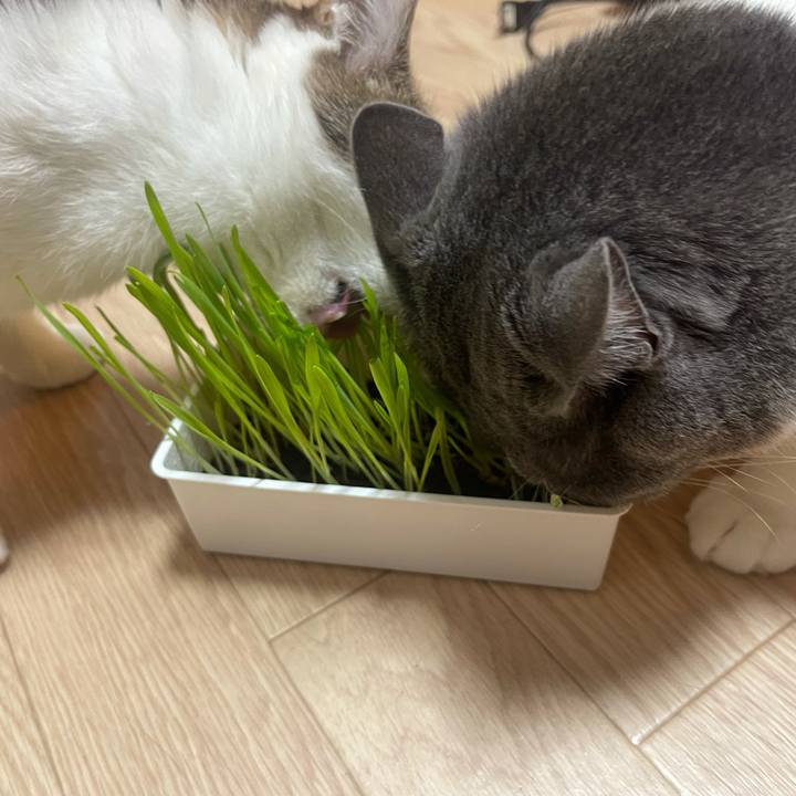 6ff351ea ccf5 4039 8ba9 6afd50ae1943 1625907294611