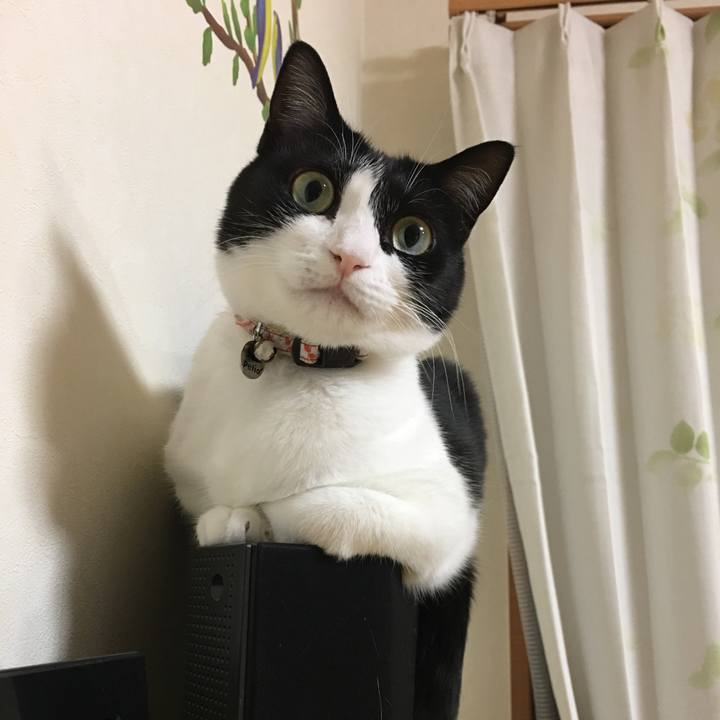 6ff55ee3 606c 442a 96b5 9d59bad16789 1522502711894