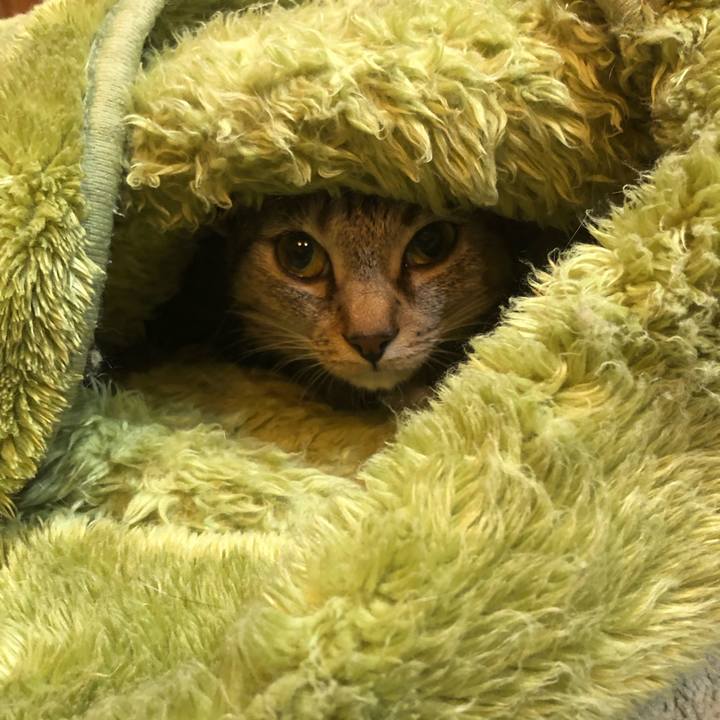 6ff58891 1856 4d4f bac9 ad88e56822ca 1603322634332