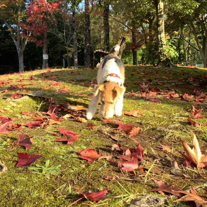 6ff771d6 7942 4454 a78d 229c61d35493 1762649477411