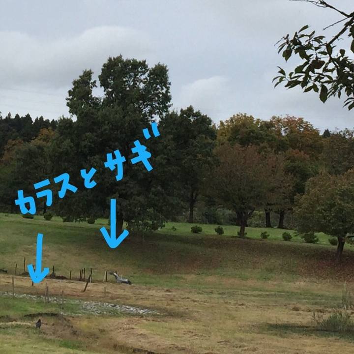 6ff7e2b5 773f 4543 a4f3 98a41414f4c7 1508479871585