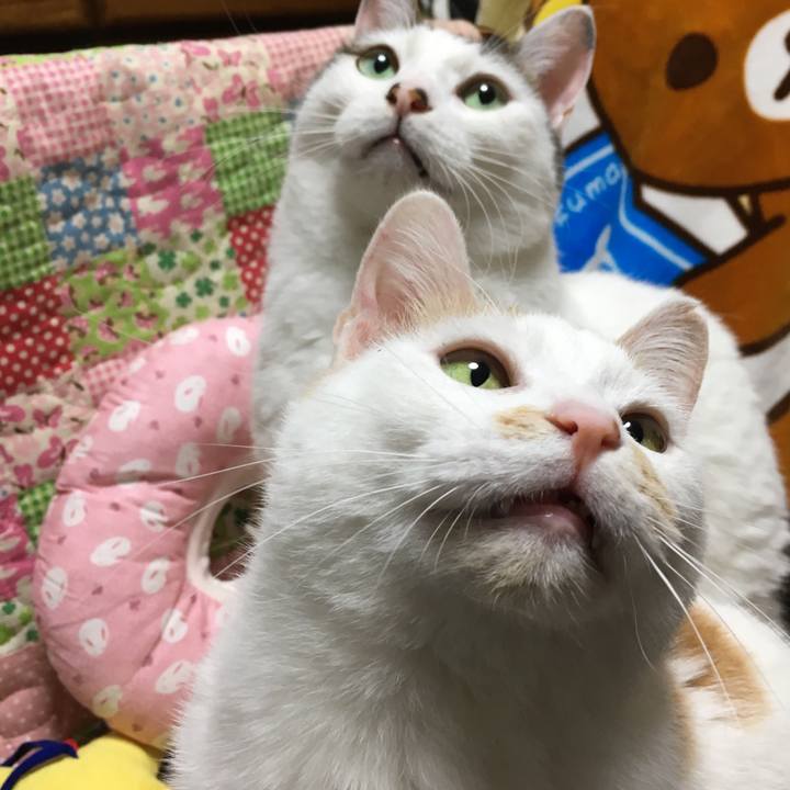 6ff8247a 0bae 4a9a 861a 2bf328384a5e 1554385387397