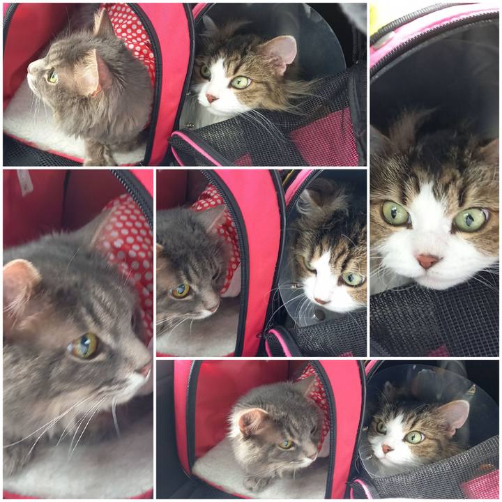 6ff91d45 701c 4554 833c a5755ff1cf1e 1655095741185