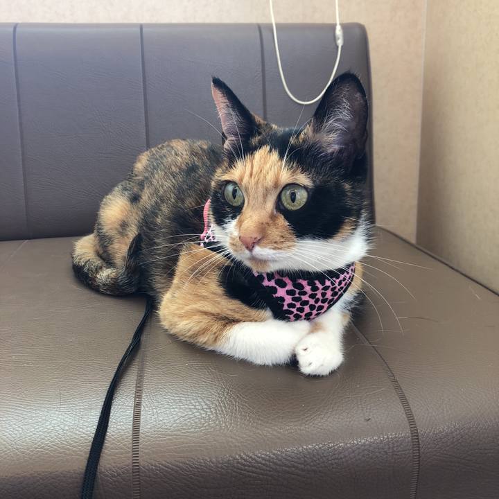 6ffaa7a0 0a60 48ff a53b 978216c40592 1533789206955