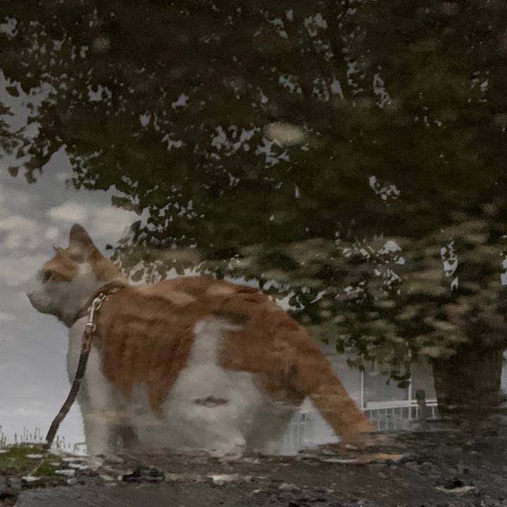 6ffb4a49 5c4a 430f ac2a f6936dc87612 1594551800895